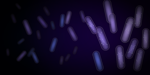 Prebiotics, Probiotics and Postbiotics - What’s the Difference?