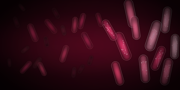 What is Lactobacillus in Oral Care Products?